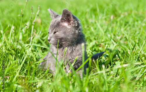 displeased small gray kitten is sitting in green grass