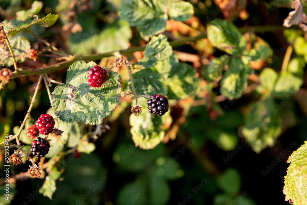 berries on a branch berries on a branch