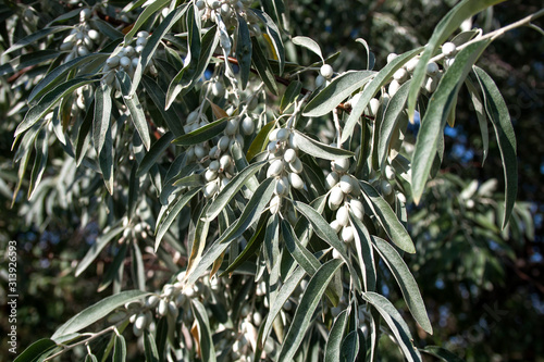 Branch of Elaeagnus angustifolia (commonly called Russian olive, silver berry, oleaster, Persian olive, or wild olive) photo