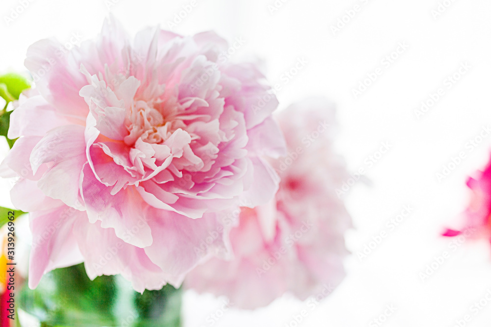 fresh pink peony in the vase