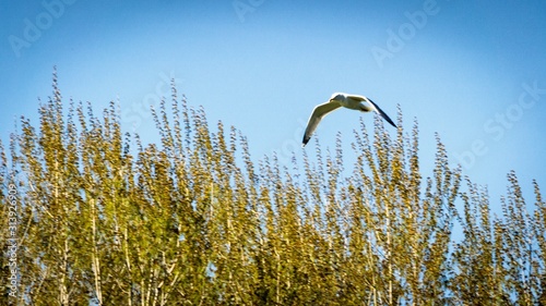 bird