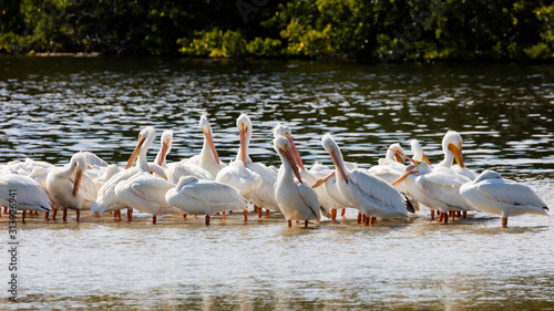 White pelicans standing in water and dozing in the sun