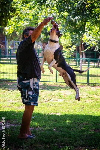 dog jump