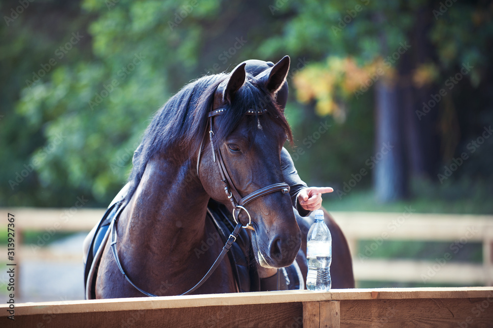Obraz premium Don't drink my water! Chestnut horse looking water bottle