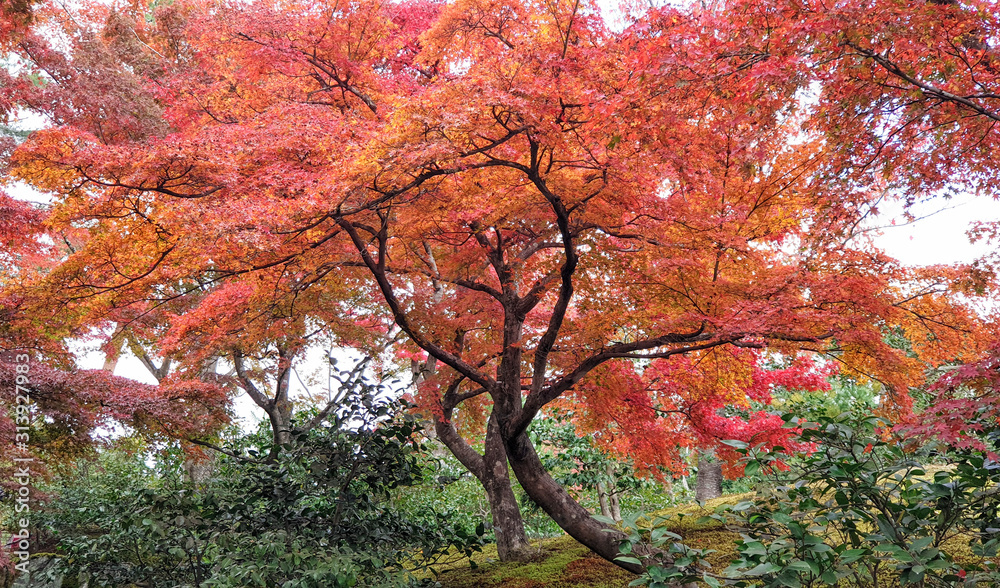 Golden Pavilion in Autumn, Kinkaku-ji Buddhist Temple at Kyoto, Japan