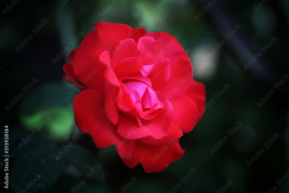 red tender rose in the garden. deep background. floral and petal concept. red tender rose in the garden. deep background. floral and petal concept.
