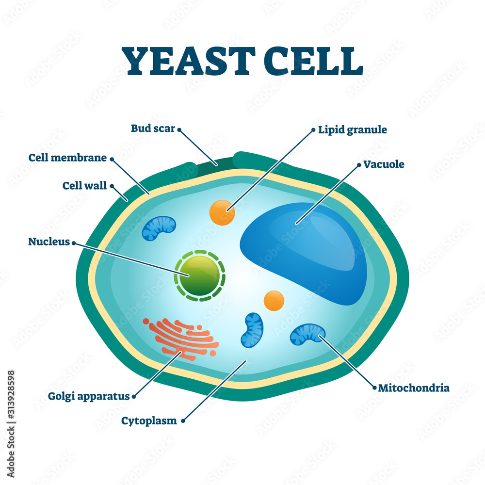 Yeast Wallpapers - Wallpaper Cave