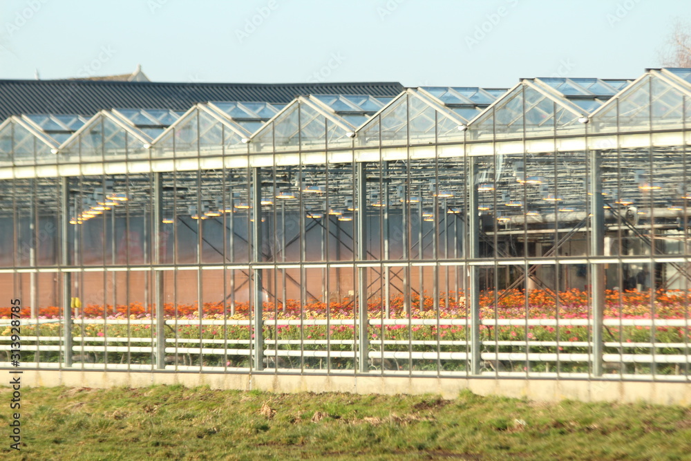 Greenhouse in Nieuwerkerk aan den Ijssel in the Netherlands with growing all colors of Gerbera flowers Greenhouse in Nieuwerkerk aan den Ijssel in the Netherlands with growing all colors of Gerbera flowers