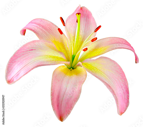 Lily Bud red yellow white