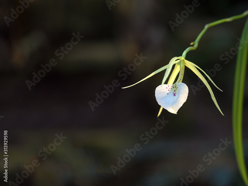 Rare ornamental Orchid. Flower of the Brassavola, a member of Orchid family (Orchidaceae). photo