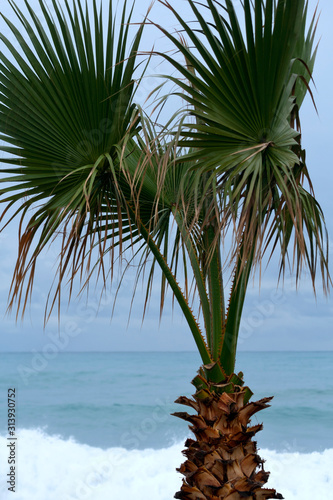 Palm tree in front of the sea