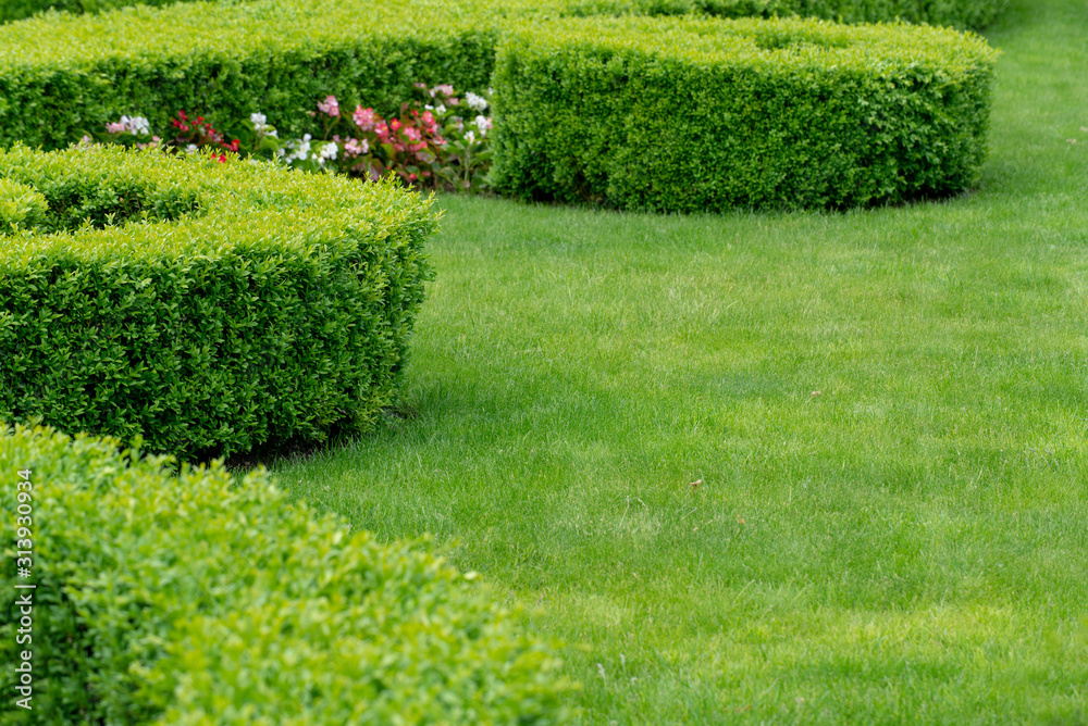 The wall consists of a green hedge. Geometric bush landscape design