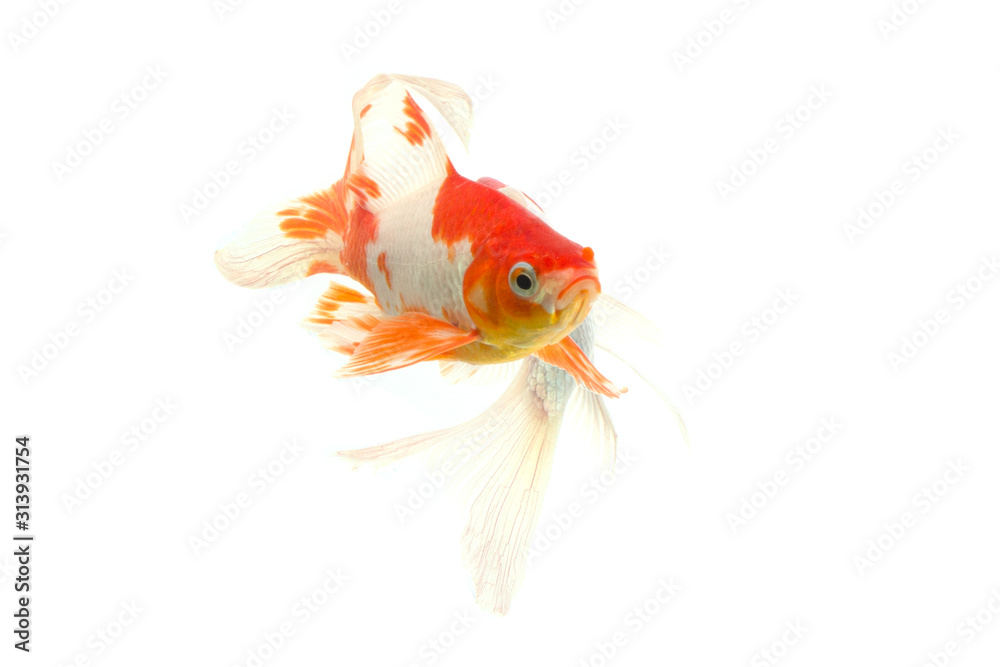 Fototapeta premium Koi fish isolated on white background