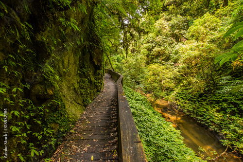 Remote footpath in the canyon of the river in Mangapohue natural bridge reserve