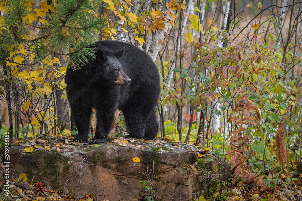 Black Bear (Ursus americanus) Turns While Standing Atop Rock Autumn