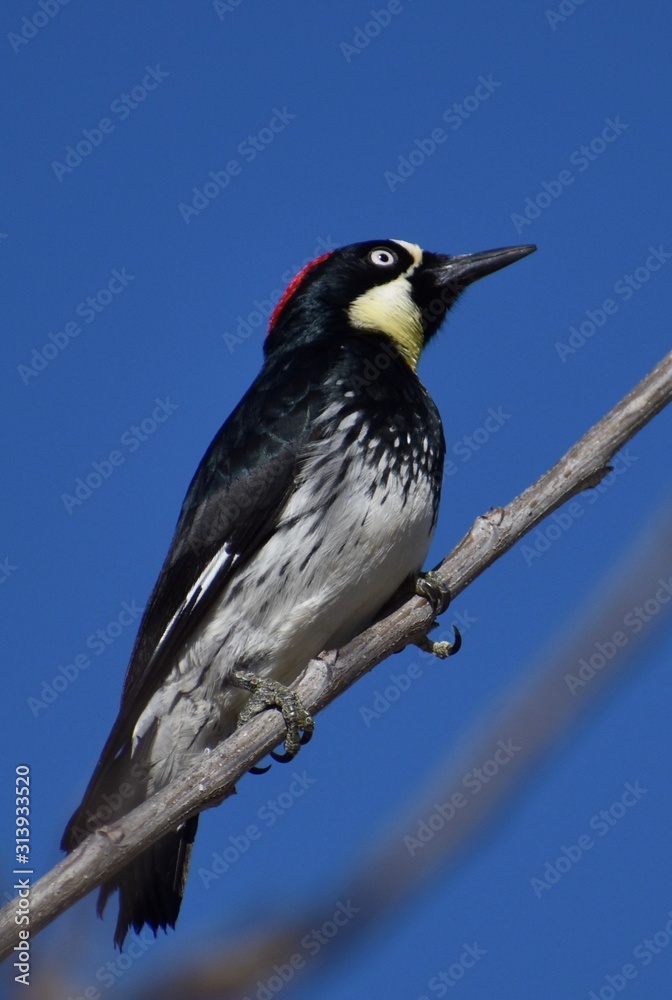 A female acorn woodpecker (Melanerpes formicivorus) perched on a branch in front of a blue sky A female acorn woodpecker (Melanerpes formicivorus) perched on a branch in front of a blue sky