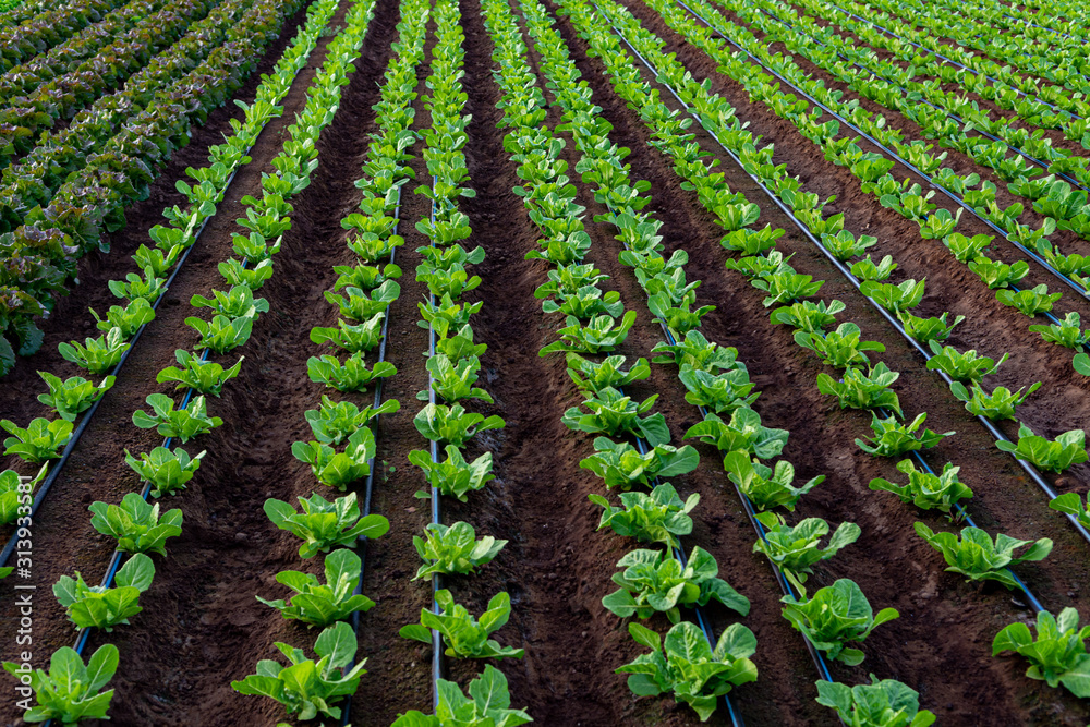 Farmers field with growing in rows green organic lettuce leaf vegetables Farmers field with growing in rows green organic lettuce leaf vegetables