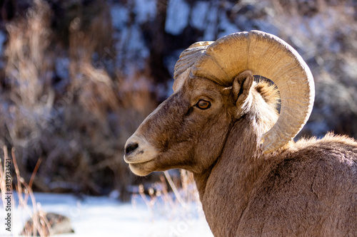 Bighorn Sheep in Waterton Canyon by the South Platte River