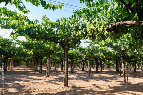 Vineyard with growing white wine grapes in Lazio, Italy