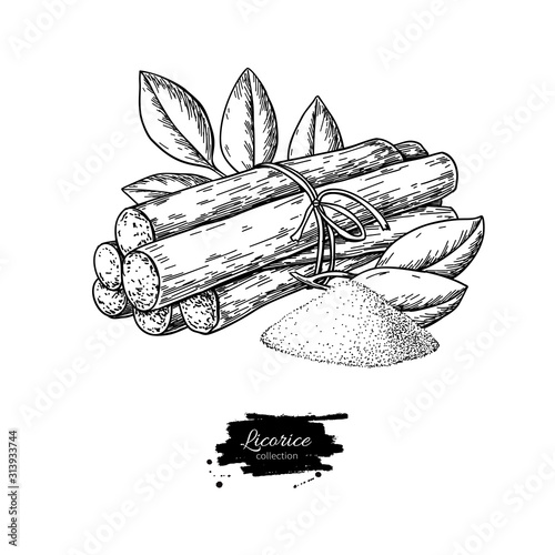 Licorice root bunch with leaves. Vector drawing. Botanical illustration.