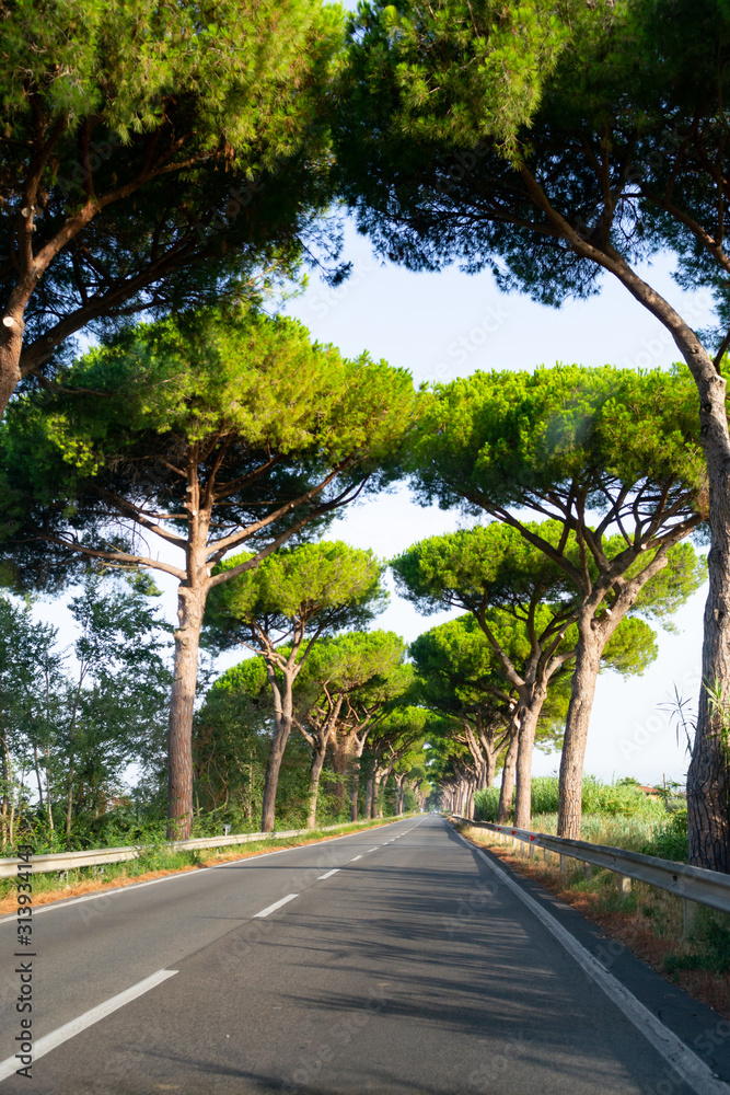 Scenic driving on new via Appia road S7 with high green mediterranean pine trees connected Rome, Latina and Terracina Scenic driving on new via Appia road S7 with high green mediterranean pine trees connected Rome, Latina and Terracina