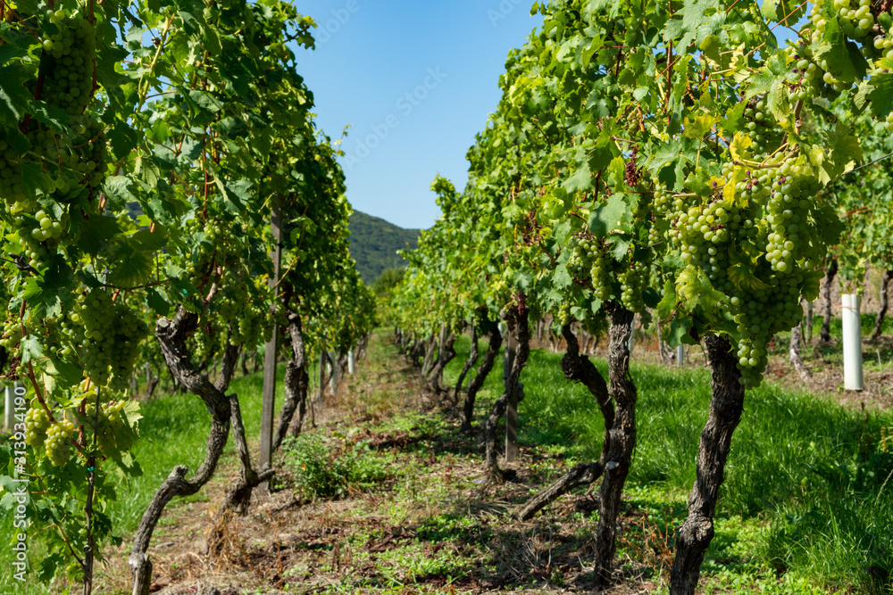 Vineyard with growing white wine grapes, riesling or chardonnay grapevines in summertime Vineyard with growing white wine grapes, riesling or chardonnay grapevines in summertime