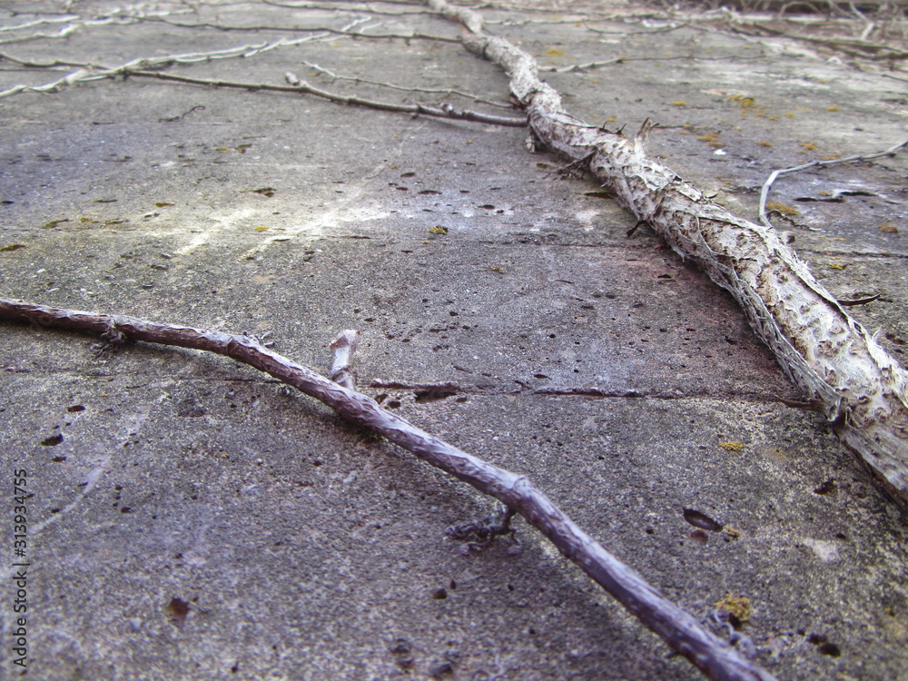 Vines grow on a crumbling concrete wall Vines grow on a crumbling concrete wall