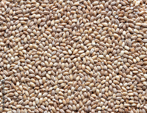 Texture of barley grain. Top view. Flat lay.