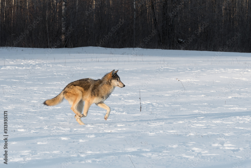 Grey Wolf (Canis lupus) Runs Right in Early Morning Light Winter Grey Wolf (Canis lupus) Runs Right in Early Morning Light Winter