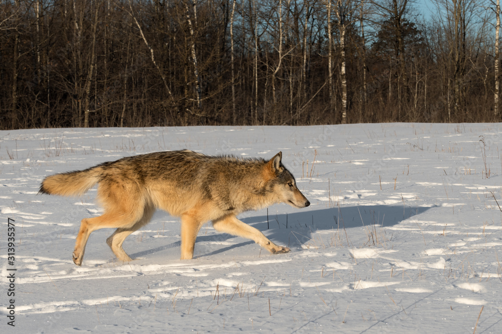 Fototapeta premium Grey Wolf (Canis lupus) Trots Right Through Field Winter