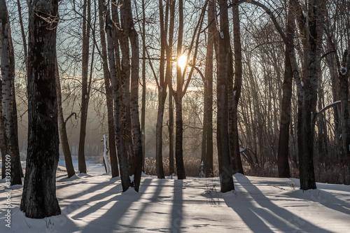 Yellow sun with bright rays makes its way in the winter forest