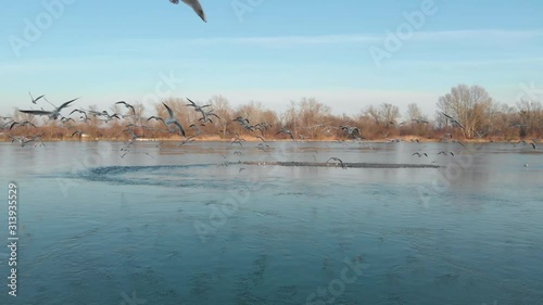 Flock of seagulls fly in front of camera ready for migration on Drava river during a day with blue sky. Nature documentary shot. photo