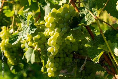 Wallpaper Mural Vineyard with growing white wine grapes, riesling or chardonnay grapevines in summertime Torontodigital.ca