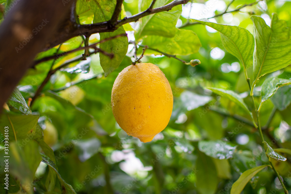 Ripe lemons citrus fruits hanging on lemon tree