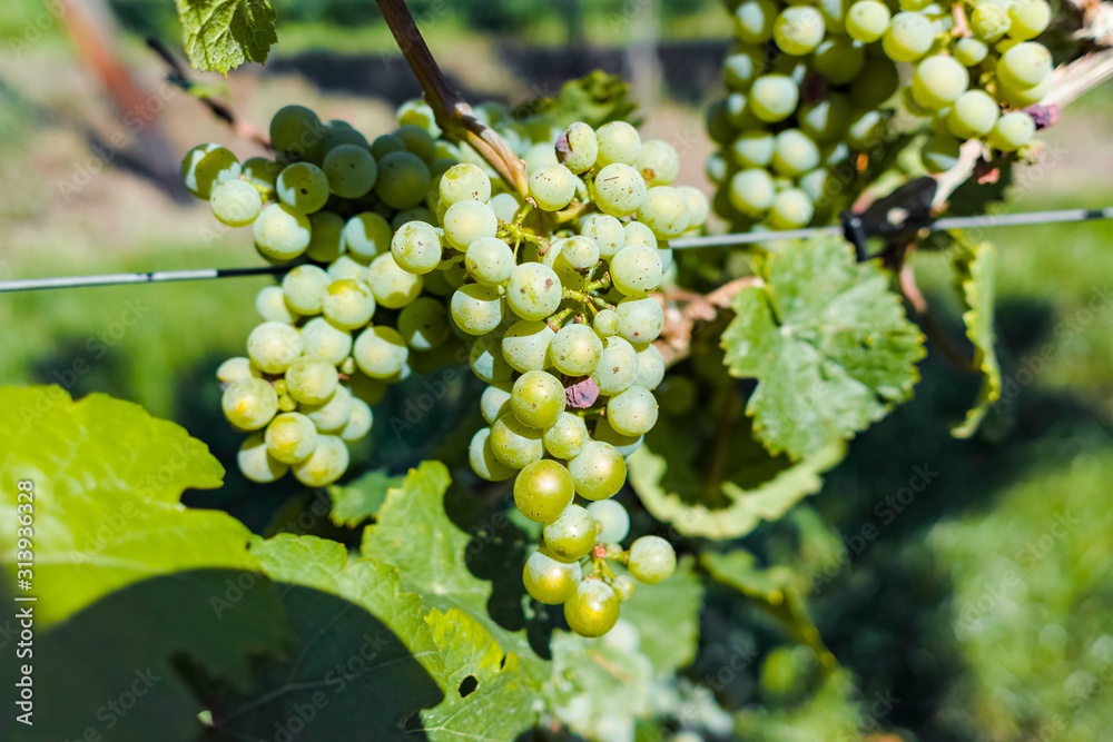 Vineyard with growing white wine grapes, riesling or chardonnay grapevines in summertime Vineyard with growing white wine grapes, riesling or chardonnay grapevines in summertime