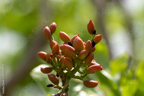Cultivation of important ingredient of Italian cuisine, plantation of pistachio trees with ripening pistachio nuts near Bronte, located on slopes of Mount Etna volcano.