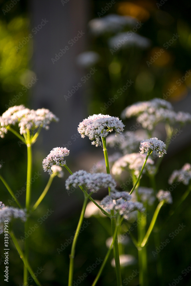 White Valerian flowers, grow wild in the spring. White Valerian flowers, grow wild in the spring.