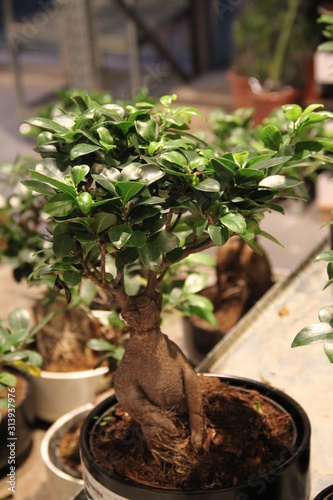 Botanical Mandrake graphic bonsai tree