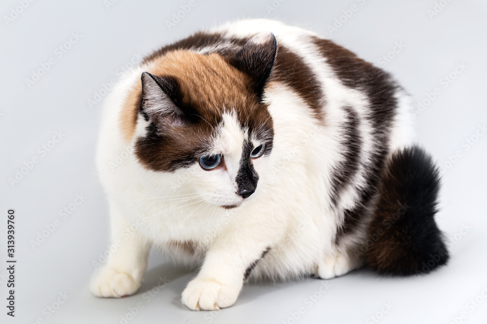 Cat half-breed of snow-shoe on a gray background.