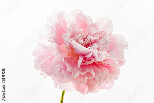 fresh peony flower on the white background