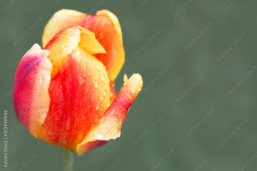 Orange tulip with red stripes, copyspace right Orange tulip with red stripes, copyspace right