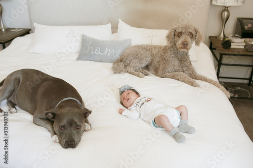 Photography Baby girl lying amidst dogs resting on bed at home