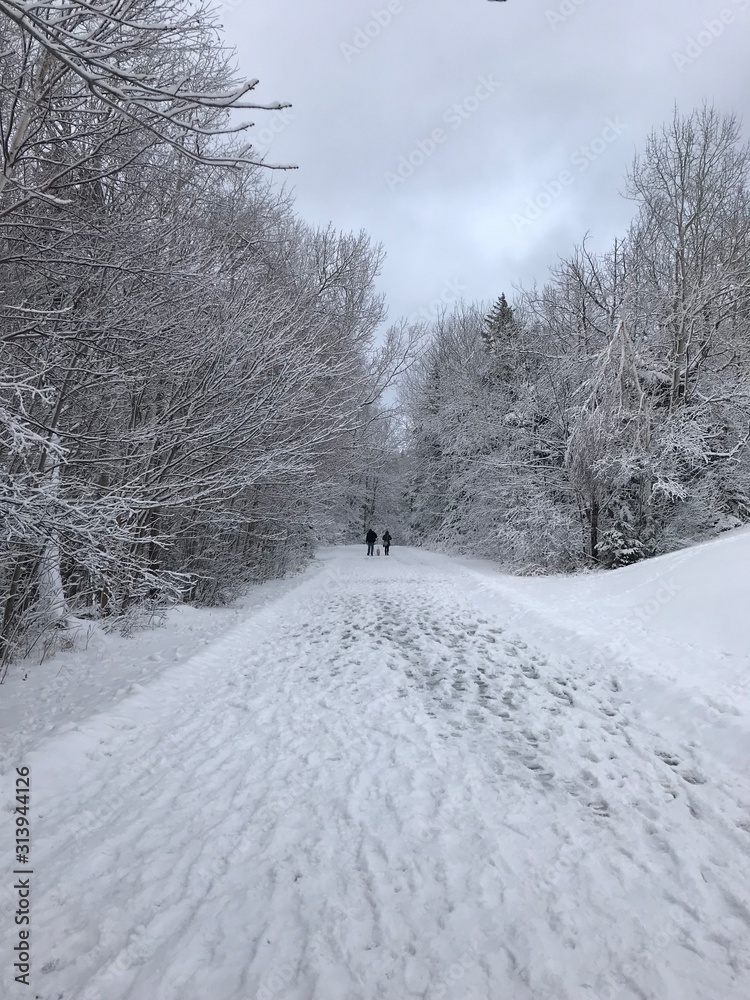 Walking a dog in winter