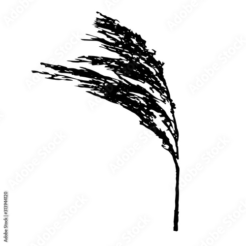 Vector illustration of a black branches of fluffy Phragmites australis cane seed head isolated on a white background