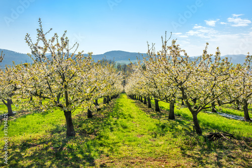 Spring Landscape with Plantation of Cherry Trees in Full Bloom