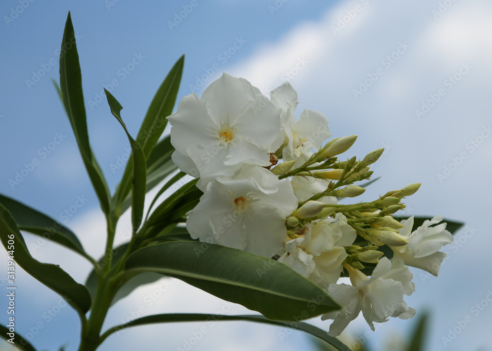Fototapeta premium White Oleander Blooming against the Sky in Vilano Beach, Florida