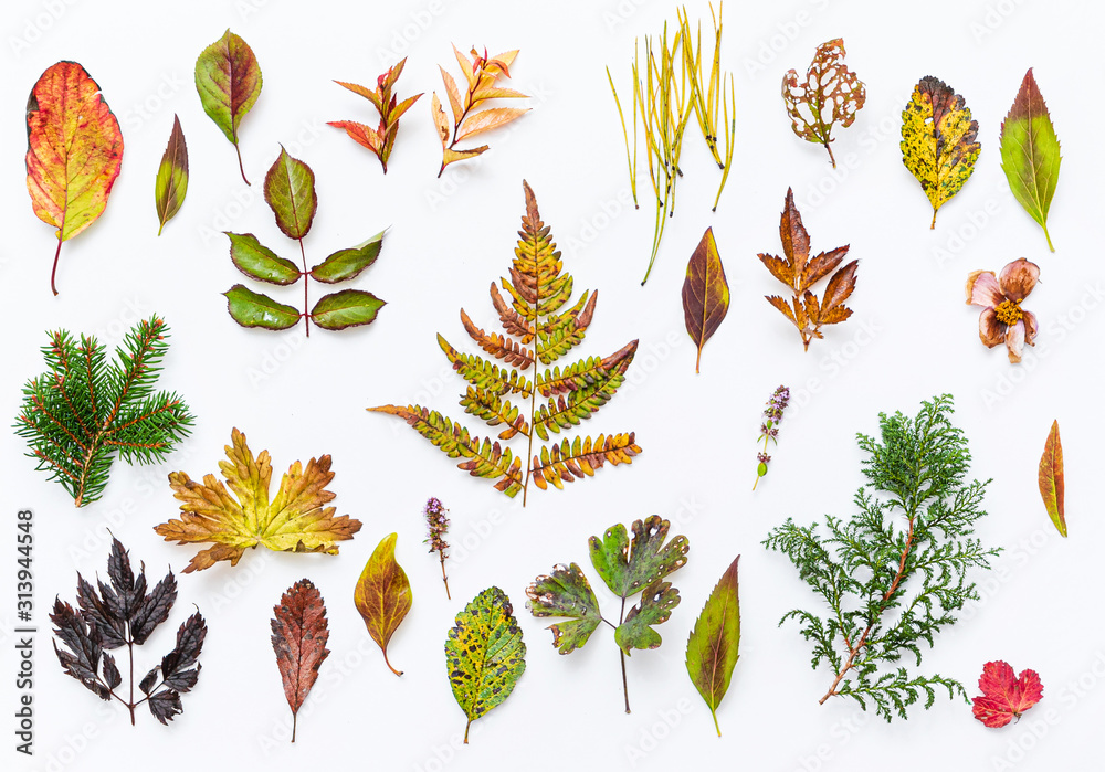 Obraz premium autumn leaves and berries on the white background