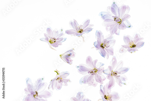 Fototapeta delphinium flowers on the white backgrund