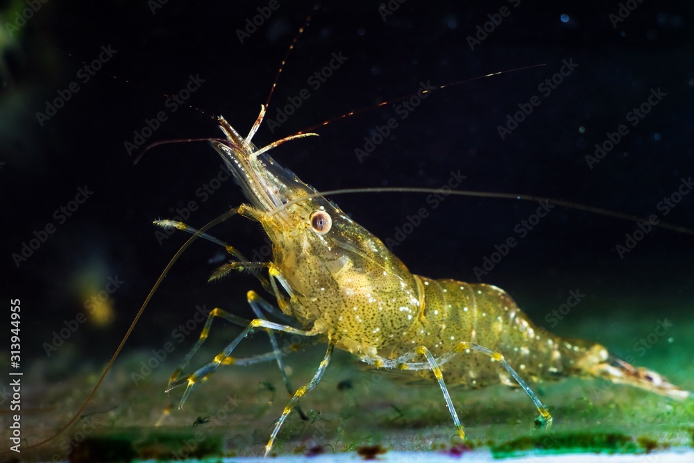 cute favourite aquarium pet animal Palaemon adspersus, Baltic prawn, saltwater decapod crustacean, explore algae covered aqua bottom with its periopods and antennas, marine biotope design of Black Sea cute favourite aquarium pet animal Palaemon adspersus, Baltic prawn, saltwater decapod crustacean, explore algae covered aqua bottom with its periopods and antennas, marine biotope design of Black Sea