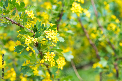 Yellow flowers gooseberry blooming on branch of bush in garden closeup, nature background